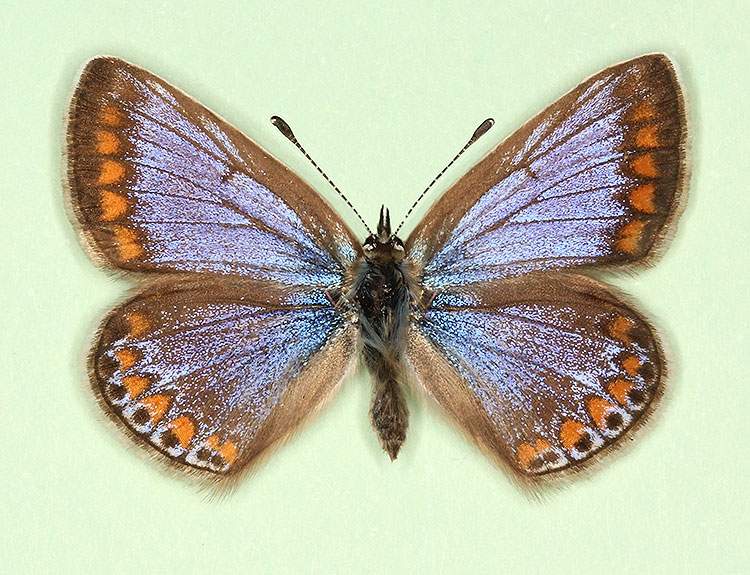 Polyommatus icarus female (aberrant form nov 6) (Internet Image property of respective owner, non-commercial use only)